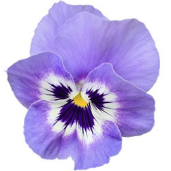 a pale purple pansy