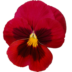a red pansy