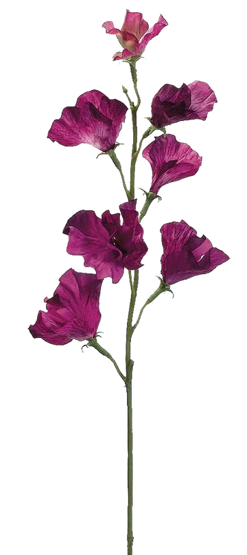 a pale purple pansy