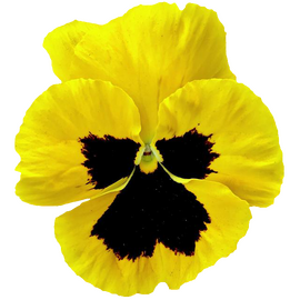 a pale purple pansy